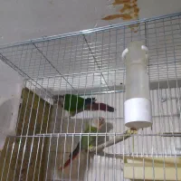 گرینچیک نر معاوضه با گرینچیک ماده