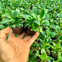 بازاریاب و ویزیتور گیاهان آپارتمانی|استخدام بازاریابی و فروش|کهک, |دیوار