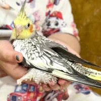 عروس هلندی