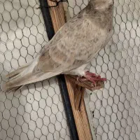 هفترنگ زرد  کاکلی