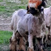 بره قوچ ترکی اصیل