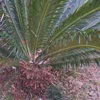 گل سیکاس|گل و گیاه طبیعی|رشت, اسماعیل آباد|دیوار