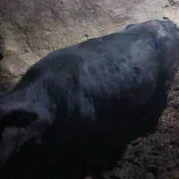 گاو گوساله  به فروش می‌رسد