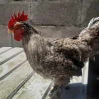 خروس فانتزی