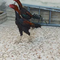 خروس|حیوانات مزرعه|خور (فارس), |دیوار