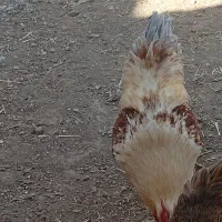 خروس چاق وسرحال|حیوانات مزرعه|تربت‌حیدریه, بازار|دیوار