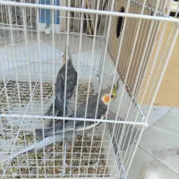 دو جفت عروس هلندی یا پاریس|پرنده|کارون, |دیوار