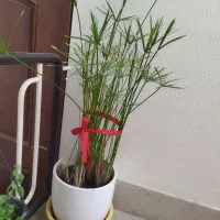 تنگ قلیون و گلدان نخل مرداب