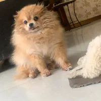 پامرانین دختر ۴ ساله قیمت ۳۵ تخفیف خوب میدم