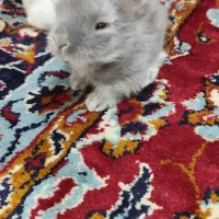 خرگوش کوچیک بازیگوش