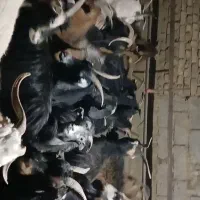 فروش ۴۰ راس بز