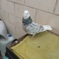 سلام خدمت دوستان پنج تا کفتر دونه ای ۱۵۰۰