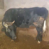 فروش گاو