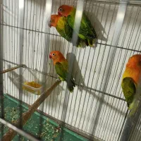 طوطی برزیلی