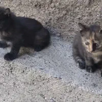 گربه