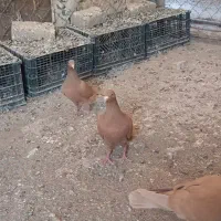 سرخ پرتغالی|پرنده|تاکستان, |دیوار