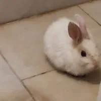 خرگوش سفید کوچولو