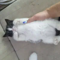 واگذاری بچه گربه|گربه|کرمان, |دیوار