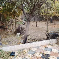 اجاره باغ ویلا در قلعه سنگی|اجارهٔ کوتاه‌مدت ویلا و باغ|خرم‌آباد, |دیوار