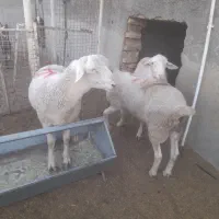 بره نر لاکن