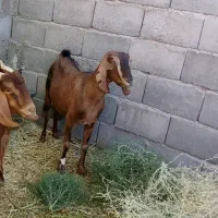 بز دورگ آلپاین