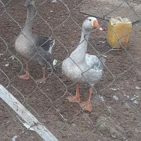 قوغاز و دورگ ۴ ماهه