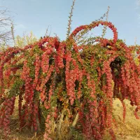 خریداری زرشک