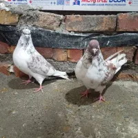 نرو ماده گرگی