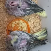 جوجه عروس هلندی طاووسی