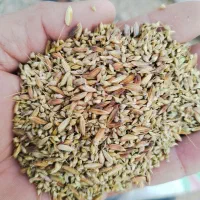 شلتوک با دنان|حیوانات مزرعه|حمیدیه, |دیوار