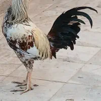 خروس|حیوانات مزرعه|ایرانشهر, |دیوار