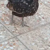 مرغ و خروس چامپینز