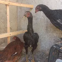 لاری ترک افغان