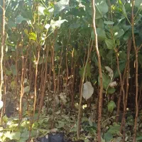 نهال پسته گلدانی ارسال از یزد هست