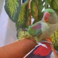 شاه طوطی نر