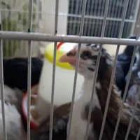 جوجه مرغ گلین عشایر