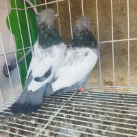 کبوتر سینه سبز نرماده|پرنده|شیراز, عادل آباد|دیوار