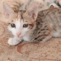 واگذاری فوری  گربه مشهد وکاشمر