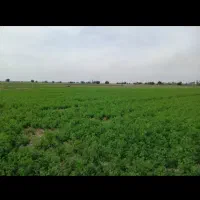 یونجه