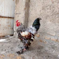خروس برهما و کوشین