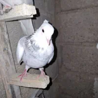 کبوتر|پرنده|فیروزآباد (فارس), |دیوار