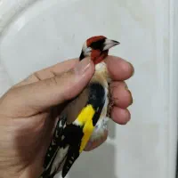 سهره نراشترینان