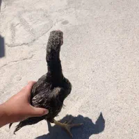 جوجه خروس لاری