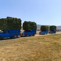 خرید وفروش یونجه و کاه نخود و کاه گندم