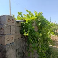 500متر باغ انگور جنب جاده اصلی|فروش دفتر صنعتی، کشاورزی، تجاری|شهرکرد, |دیوار