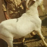 نربزهاسانن فرانسوی اصیل ازنژادها چهارقلوزاسه قلوزا|حیوانات مزرعه|مشهد, ملک‌آباد|دیوار