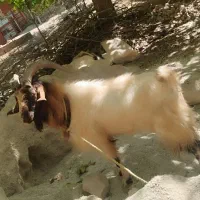 چپش فروشی|حیوانات مزرعه|پاتاوه, |دیوار