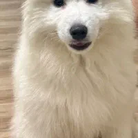 توله سامویید 3ماهه