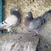 کفتر|پرنده|سرایان, |دیوار