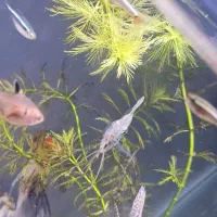 ماهی تترا|ماهی|فردیس, قریشی|دیوار